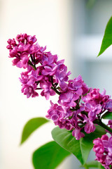 Wall Mural - close-up of a beautiful blooming lilac with unusual flowers of bright lilac color.