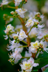 Wall Mural - beautiful white blossoms of a chestnut tree close-up.