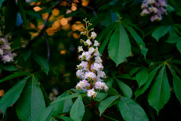 Wall Mural - beautiful white blossoms of a chestnut tree close-up.