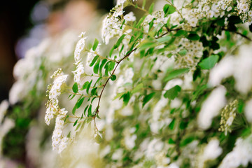Wall Mural - beautiful white blossoms of alyssum in spring also known as sweet alison blooming.