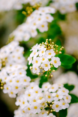 Wall Mural - beautiful white blossoms of alyssum in spring also known as sweet alison blooming.