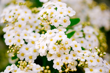 Wall Mural - beautiful white blossoms of alyssum in spring also known as sweet alison blooming.