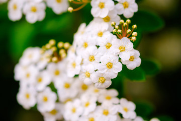 Wall Mural - beautiful white blossoms of alyssum in spring also known as sweet alison blooming.
