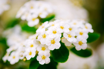 Wall Mural - beautiful white blossoms of alyssum in spring also known as sweet alison blooming.