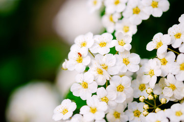 Wall Mural - beautiful white blossoms of alyssum in spring also known as sweet alison blooming.