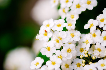 Wall Mural - beautiful white blossoms of alyssum in spring also known as sweet alison blooming.