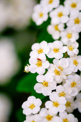 Wall Mural - beautiful white blossoms of alyssum in spring also known as sweet alison blooming.