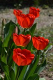Fototapeta Tulipany - red tulip flowers in the yard