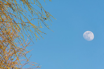 big moon in the blue sky, a blur branch in the foreground