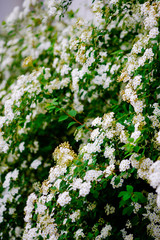 Wall Mural - beautiful white blossoms of alyssum in spring also known as sweet alison blooming.