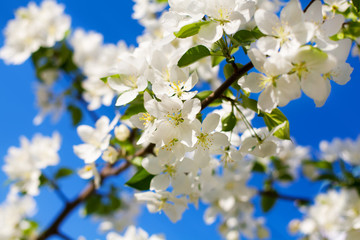 Wall Mural - White apple tree flowers on blue sky blurred background close up, branch of beautiful blooming cherry soft focus macro, delicate blossom orchard, spring fruit garden in bloom, summer sunny day nature