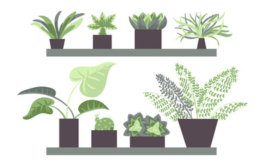 House plants in pots. Set of house indoor plants. Flower illustrations. Flat style vector.