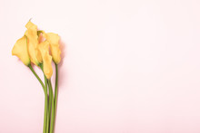 Flowers Calla Lilies On Pink Background In Abstrac