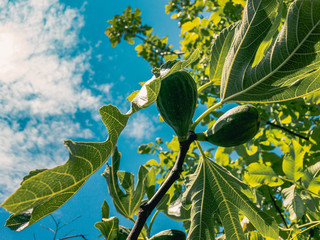 Green fig fruits on a tree with leaves on a background of blue cloudy sky.