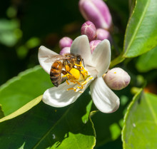 Honey Bee Collecting Pollen From A Lemon Flower, Australia