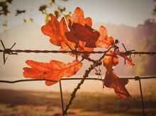 Close-up Of Orange Leaves On Barbed Wire Fence