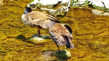 Geese On Rock In River