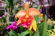 Orange cattleya orchid flower blooms in plant market