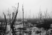 Dead Trees In Swamp Against Sky