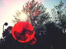 Close-up Of Poppy Against Trees And Sunlight