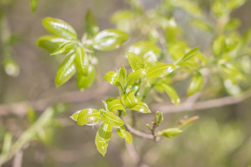 Wall Mural - Fresh green leaves on the branches from put forth fresh leaves (Bud or Sprout) on tree in nature background