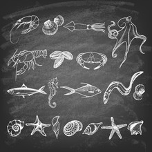 Set Of Hand Drawn Elements Seafood And Sea Shells, Starfish, Sea Horse On The Blackboard. Retro Vintage Style Seafood Design. Vector Illustration.