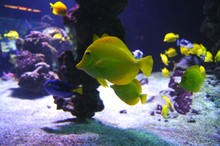 Close-up Of Yellow Fish At Aquarium
