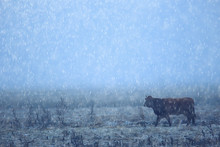 Cows In Winter In A Snow Field, Animals On A Farm In Winter Season