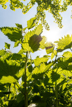 Green Nettles (Urtica Dioica) Leaves From Below In Back Lit With Sun And Blue Sky