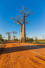 Wall Mural - Beautiful Baobab trees at sunset at the avenue of the baobabs in Madagascar