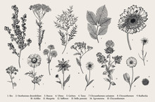 Vintage Vector Botanical Illustration. Set. Autumn Flowers, Berry And Leaves. Black And White