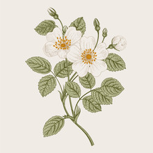 Rose Hip. Wild White Rose. Botanical Vector Illustration.