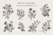 Wild roses. Botanical floral vector illustration. Black and white