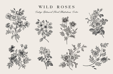 Wall Mural - Wild roses. Botanical floral vector illustration. Black and white