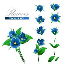 Set Of Delicate Blue Flowers Violets. Stem, Leaflets And Bud Individually