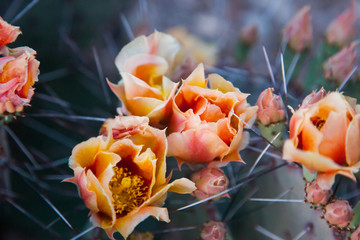 Blooming Prickly Pear Cactus in the desert