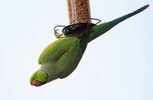 Green Ring Necked Parakeet Hanging Upside Down From A Bird Feeder