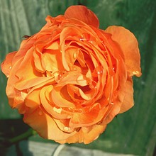 Close-up Of Wet Orange Rose Blooming In Park