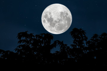 full moon with silhouette trees in the night.