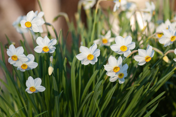 Fotomurales - A group of defocused white daffodils. Spring flowers close-up of the setting sun.