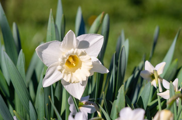 Fotomurales - White daffodil (Narcissus)on green background.
