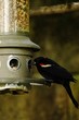 Red winRed black bird looking for food in bird feeder, selective focus