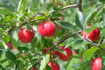 Poster - closeup of beautiful ripe apples hanging on an apple tree in an orchard