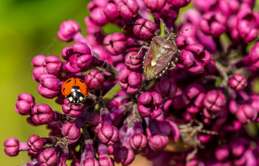 Wall Mural - close up of bedbugs and a ladybug on a branch of beautifully blooming lilac