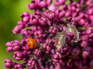 Wall Mural - close up of bedbugs and a ladybug on a branch of beautifully blooming lilac