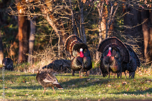 Mata magnetyczna Dzikie indyki - Meleagris gallopavo