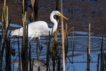 the great egret - ardea alba