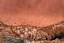 Cork Tree Bark Close Up, Contrast, Texture And Copy Space, Blurred Background
