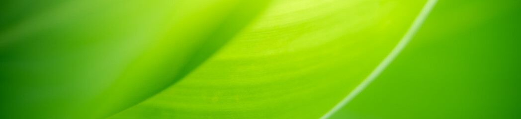 Nature of green leaf in garden at summer. Natural green leaves plants using as spring background cover page greenery environment ecology wallpaper