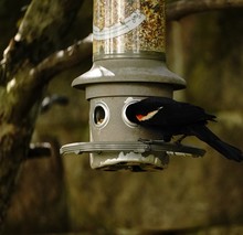 Red WinRed Black Bird Looking For Food In Bird Feeder, Selective Focus